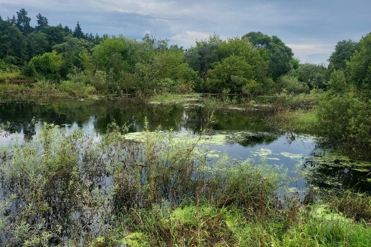 Эконадзор проинспектировал водный объект в Лужском районе.