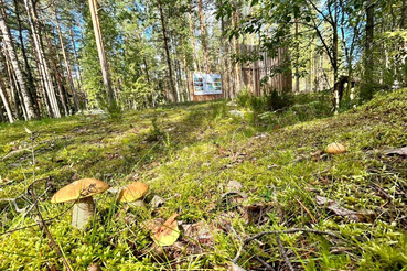 О завершении пожароопасного сезона в лесах Ленинградской области