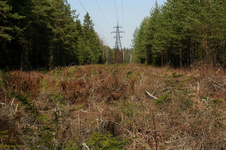 Административная ответственность за нарушение Правил пожарной безопасности в лесах на территории Всеволожского лесничества