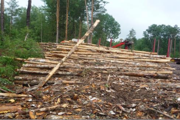 Продолжение особого противопожарного режима при посещении лесов на территории Ленинградской области