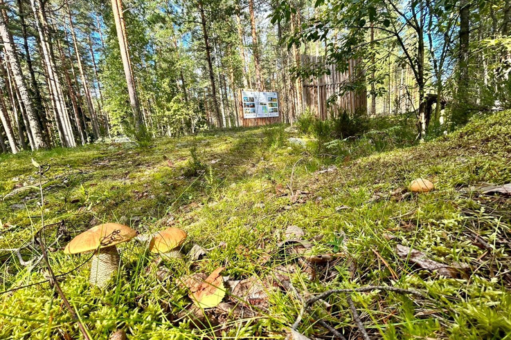 О завершении пожароопасного сезона в лесах Ленинградской области