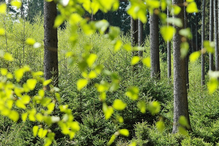 Директору «Унирем-Автосервис» не удалось избежать штрафа за самозахват лесных земель​