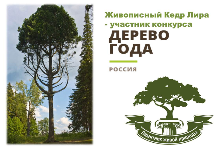 Голосуйте за ленинградское дерево!