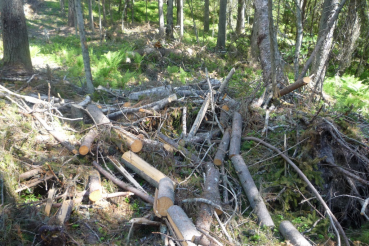 Нарушение Правил пожарной безопасности в лесах на территории Подпорожского лесничества