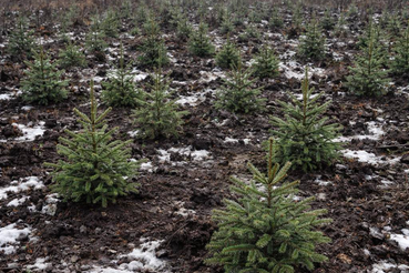 В Волосовском районе проведены мероприятия лесовосстановления на площади 261 гектар