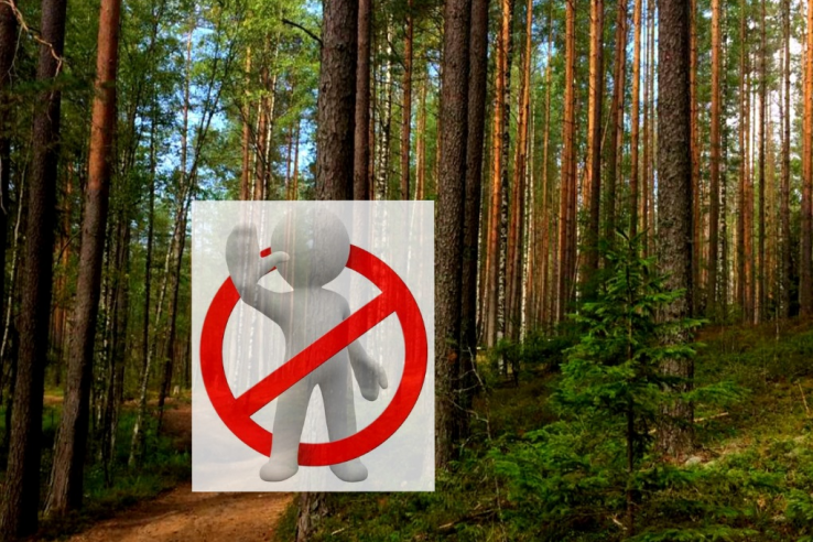 Внимание - запреты в лесу!