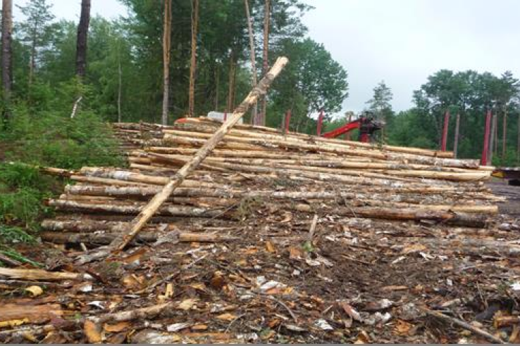 Продолжение особого противопожарного режима при посещении лесов на территории Ленинградской области