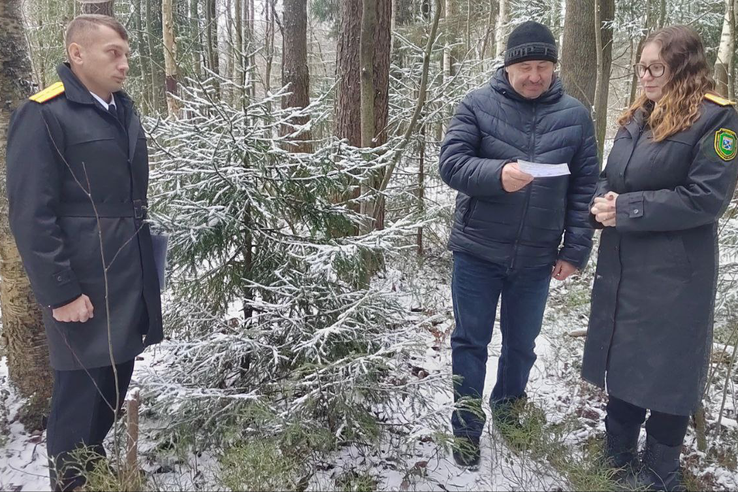 Правила получения новогодней ёлки