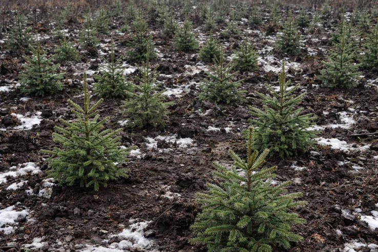 В Волосовском районе проведены мероприятия лесовосстановления на площади 261 гектар