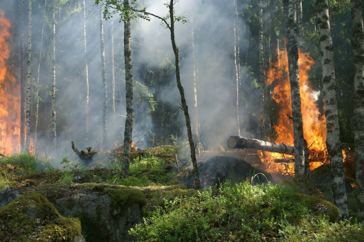 ООО «Транснефть-Балтика» не удалось избежать штрафов за пренебрежение правилами пожарной безопасности
