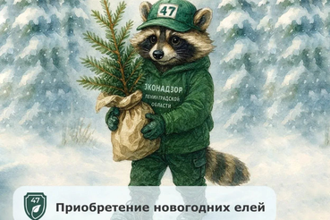 Как получить новогоднюю елку в Ленинградской области бесплатно?
